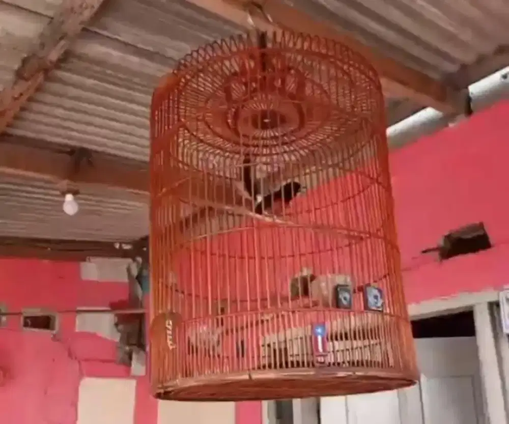 burung murai edisi bu