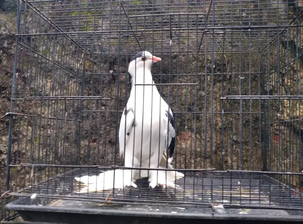 Burung Merpati hias jantan dewasa