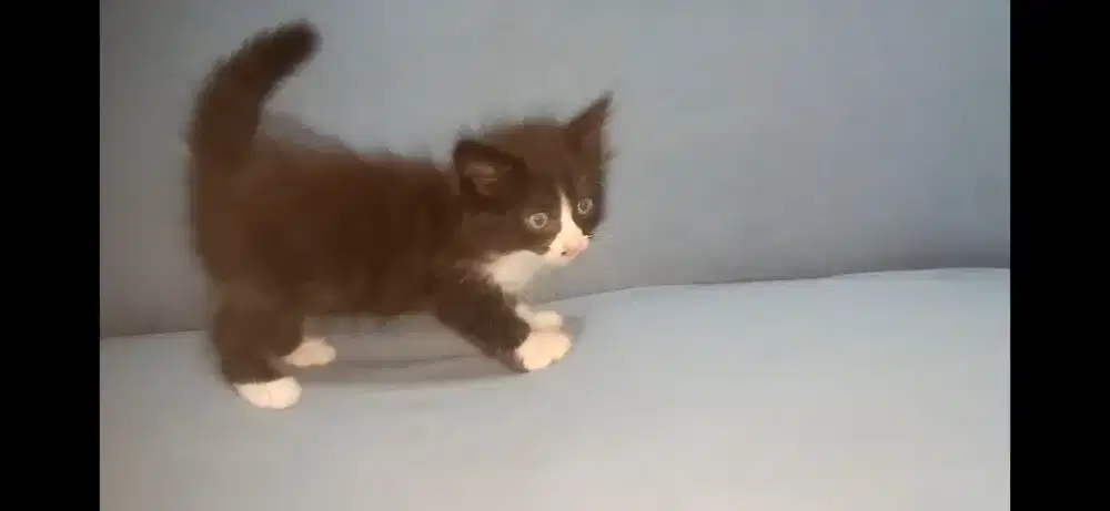 Anak kucing umur 3 bulan