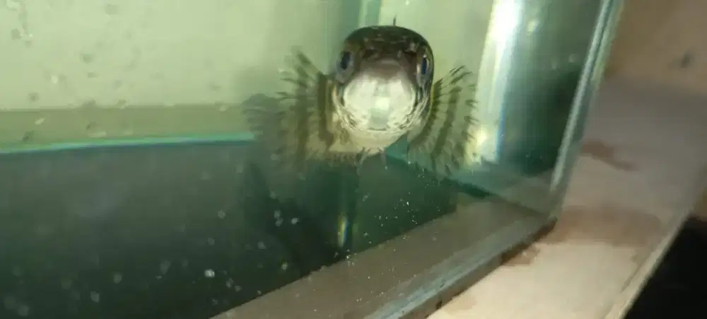 Auranti WC India grade A+ size 13-15 cm