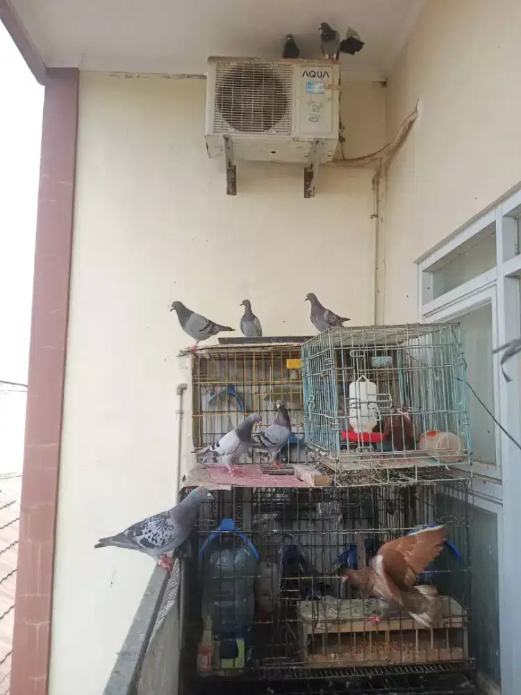 Merpati pos abu abu dna coklat