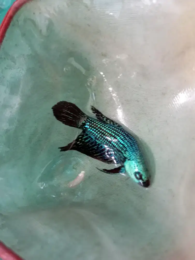 Ikan wild betta green blue Grade A++ jantan, bisa mesan pair
