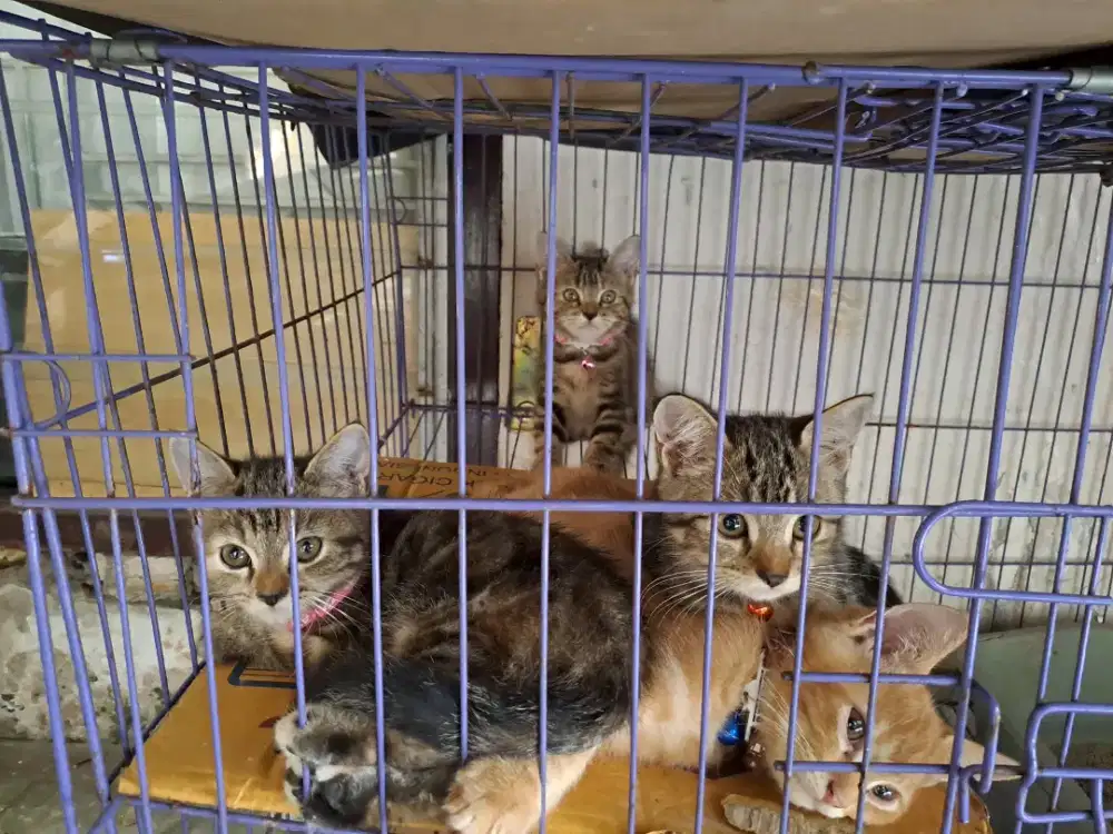 Mix dom mix dom mix dom