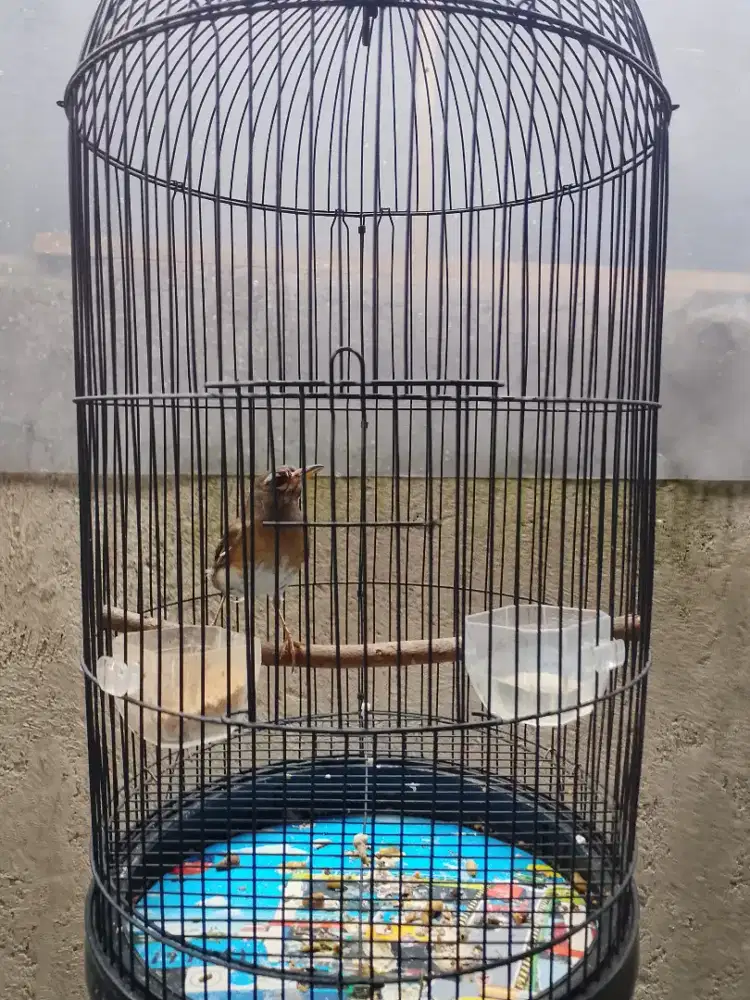 Anis kening sudah bunyi plus kurung