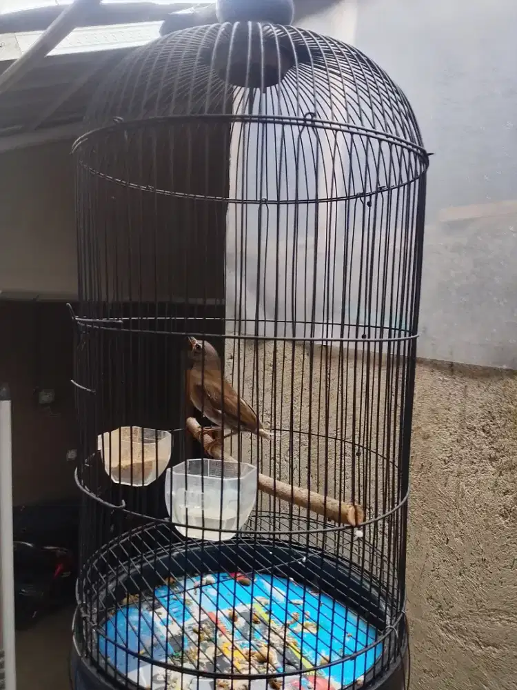 Anis Kening plus kurung