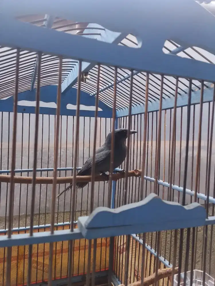 Kepodang abu plus kurung