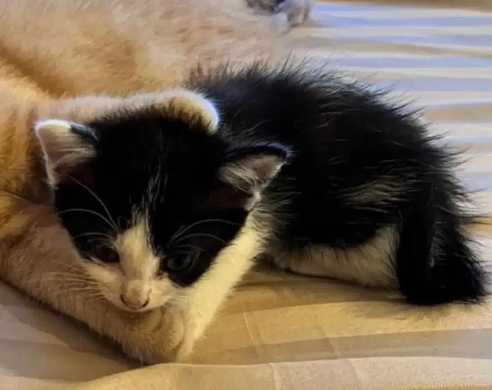 Kucing persia usia 2bulan