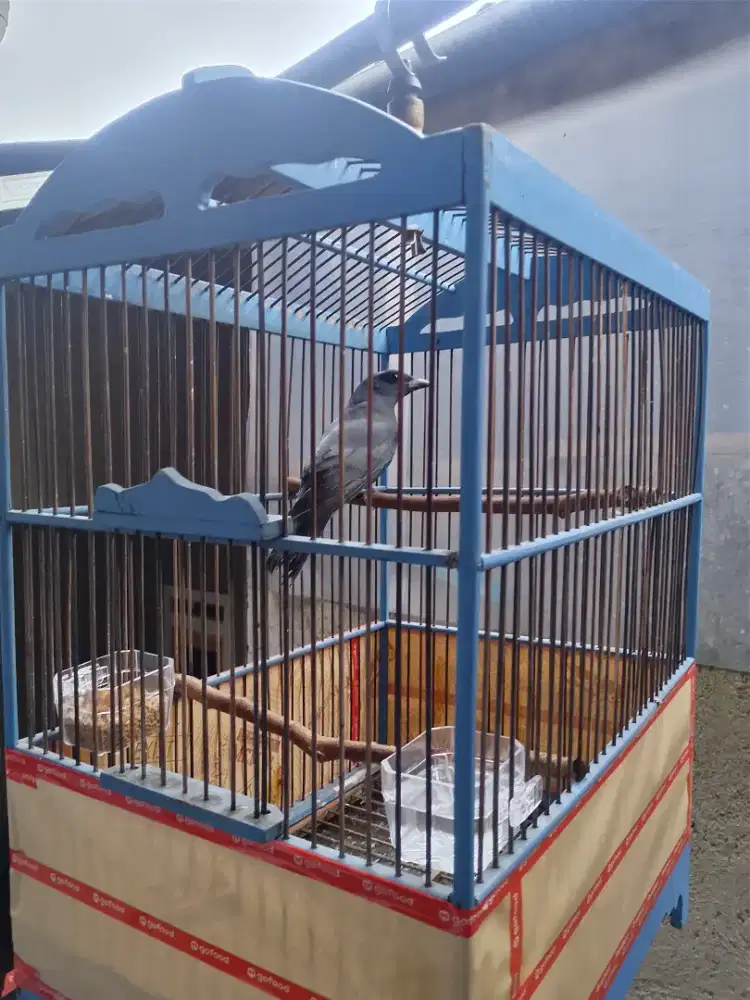 Kepodang abu plus kurung