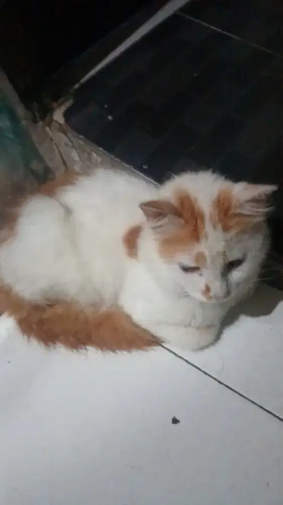 Jual Kucing persia