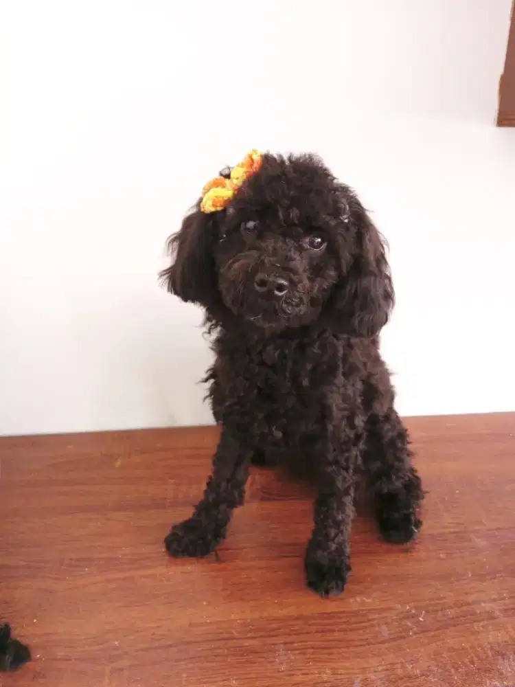 Jual toy poodle