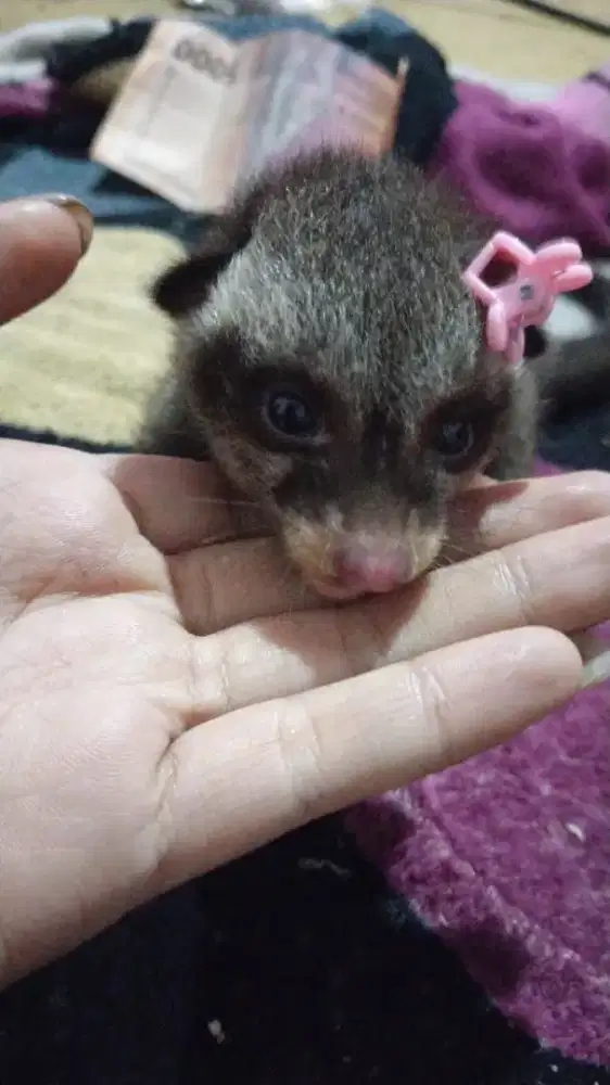 2 anakan musang (musang luwak dan musang pandan ekor putih)