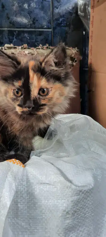 Anakan kucing persia usia 3 bln