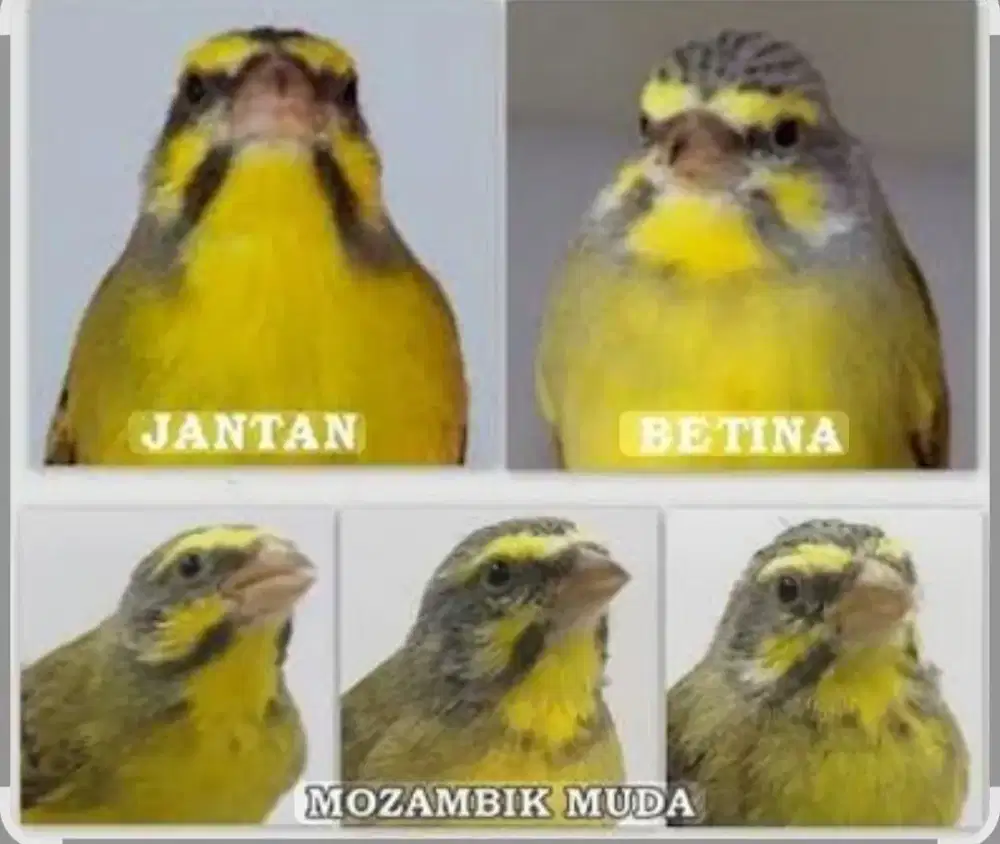 Mozambik muda betina