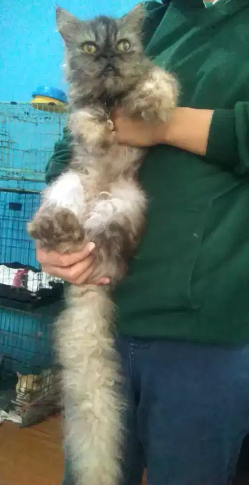 Kucing Himalaya semi peaknose birahi