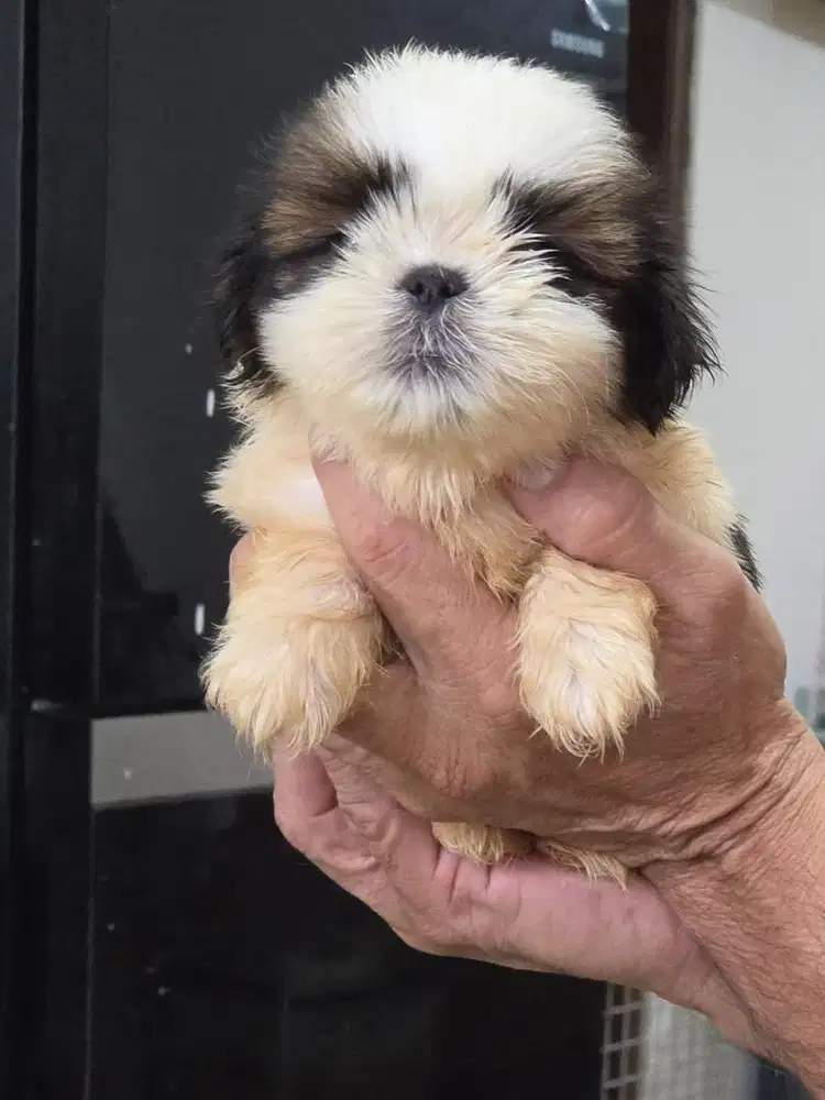 Puppy pure Shitzu No mix Lucuu