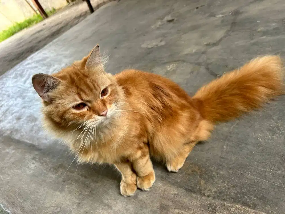 Kucing Jantan Ras