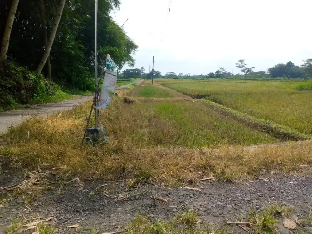 SAWAH MURAH DEKAT PASAR JETIS KARANGNONGKO, KLATEN