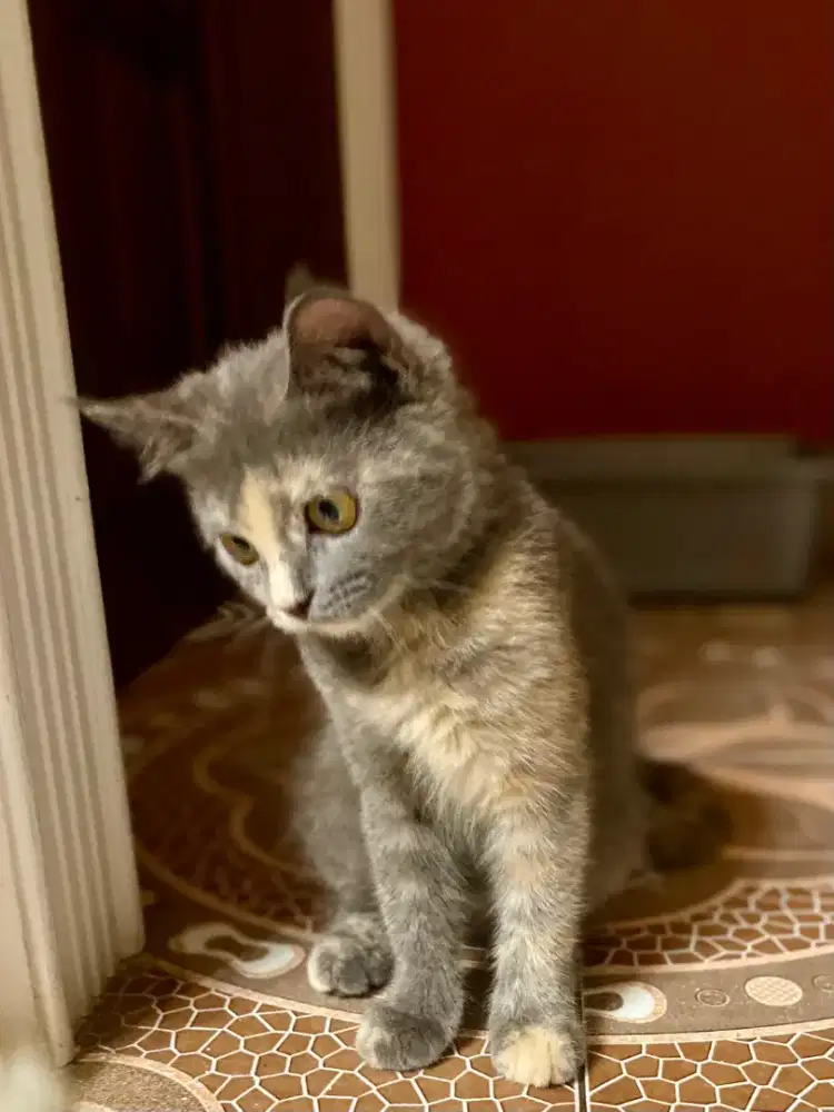 Kucing Persia Mix BSH Warna Sesuai Foto