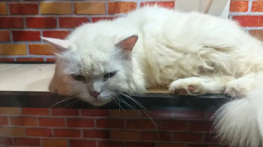 Kucing besar mata flip flop