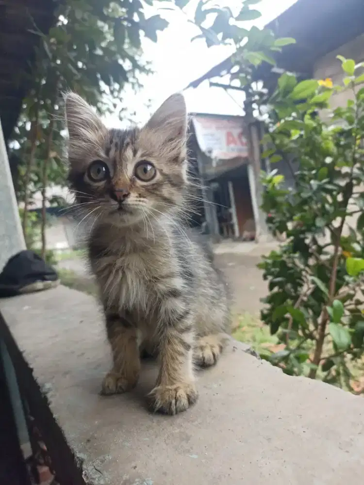 Di jual kucing anggora