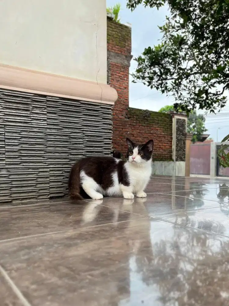 Kucing munchkin british shorthair top standar kitten bsh