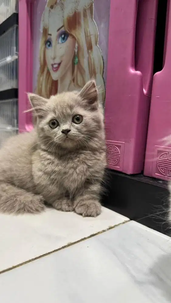 KUCING BRITISH MUNCHKIN FAWN