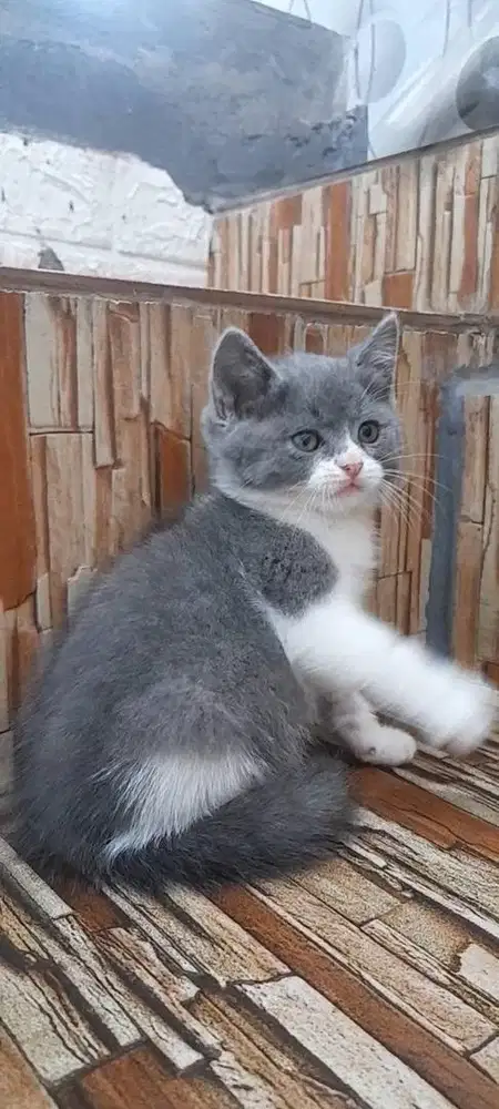 Kitten British Shorthair