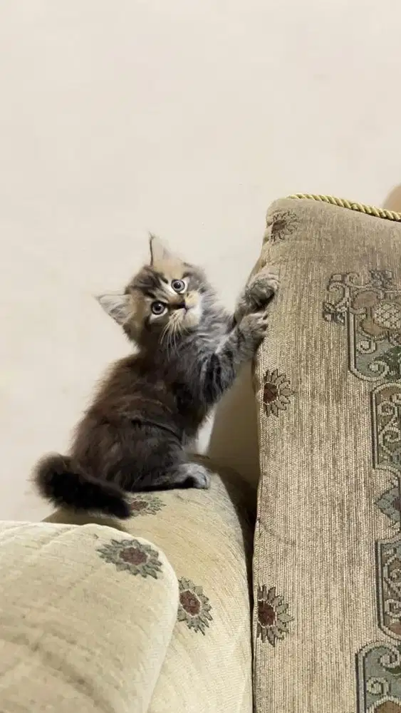 Kitten persia himalaya