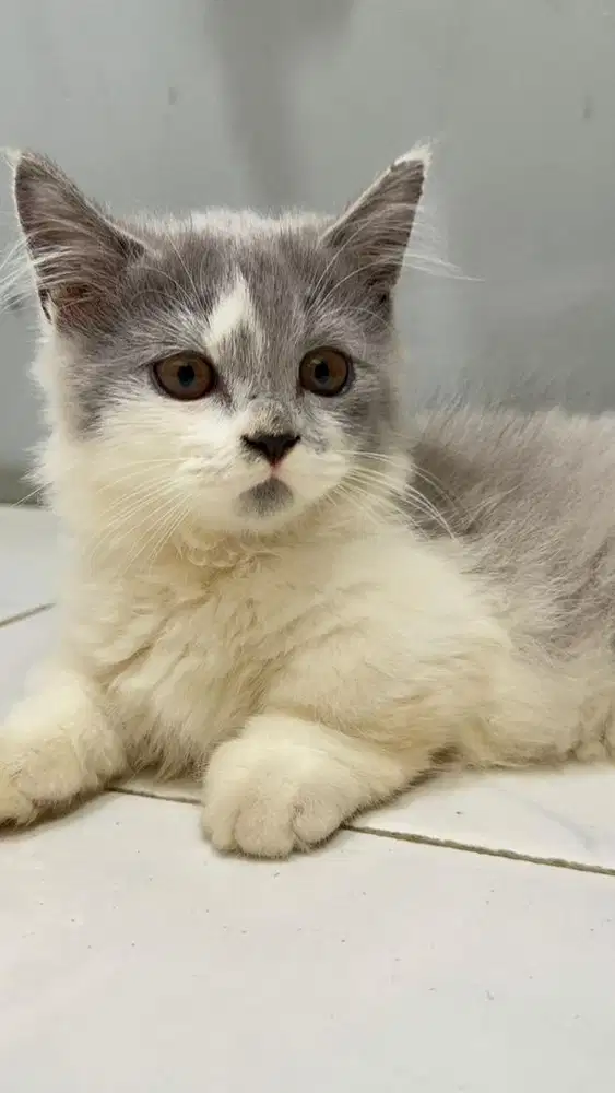 BRITISH MUNCHKIN BICOLOR