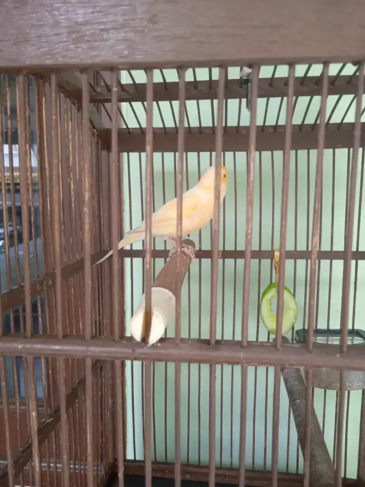 Burung kenari lokal.