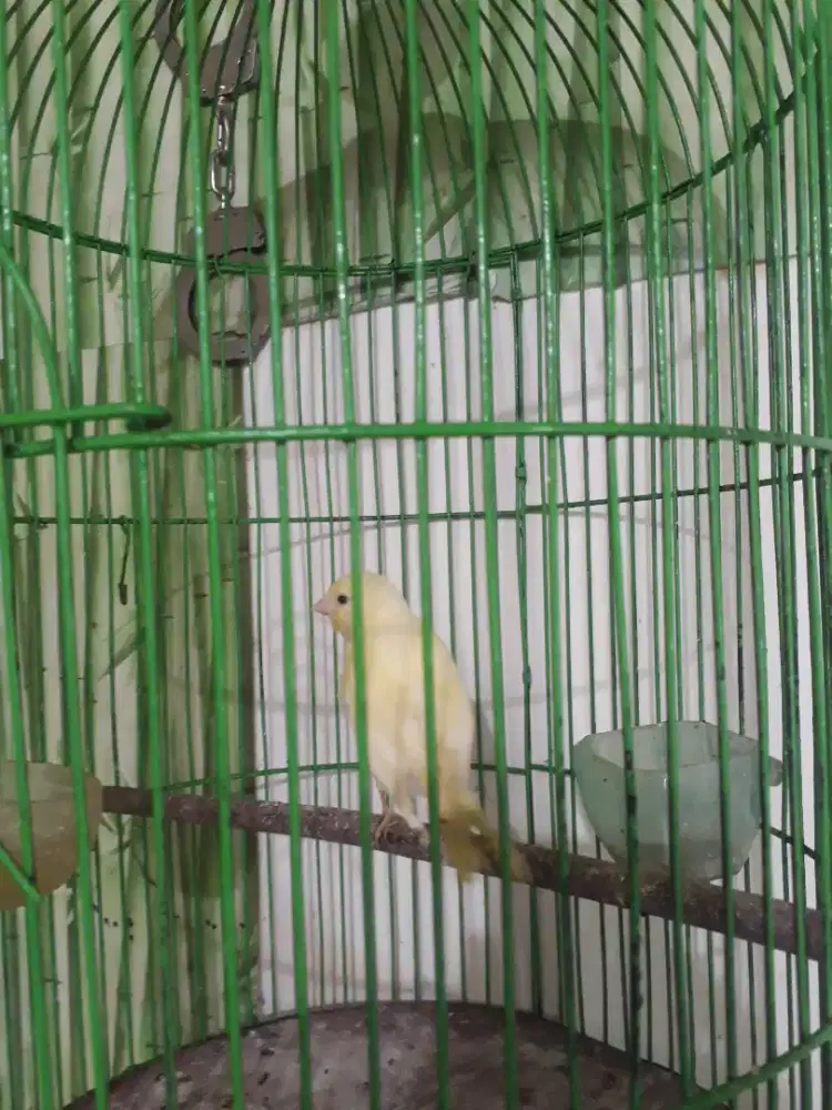 Kenari loper ngriwik kasar