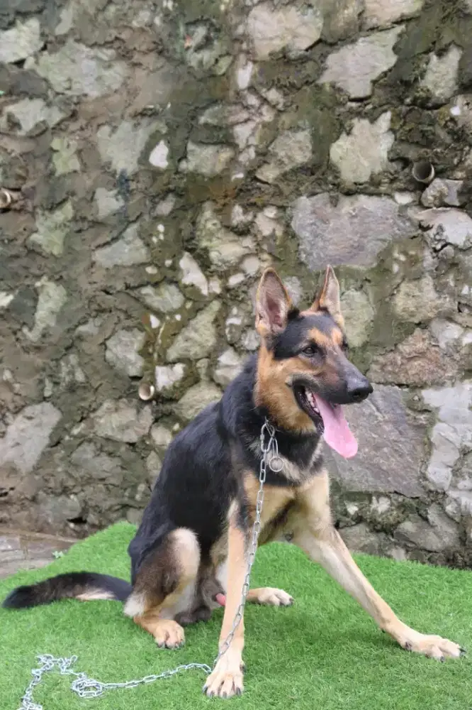 Herder jantan stambum