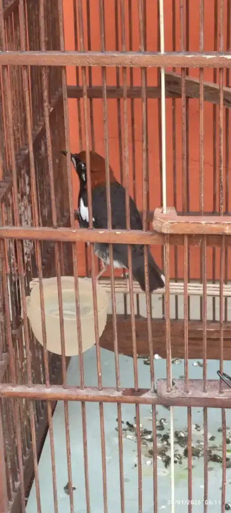 Anis Kembang Betina RING Peternak