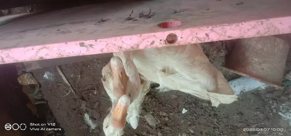 Angsa putih sepasang