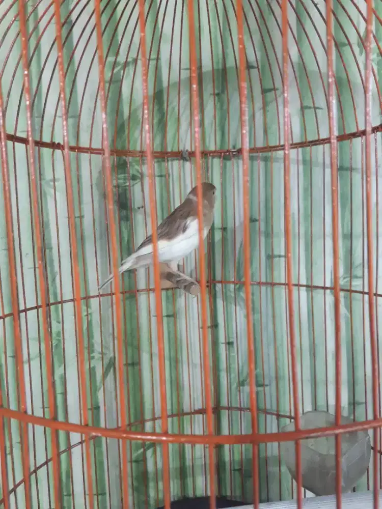 Kenari loper ngeriwik kasar