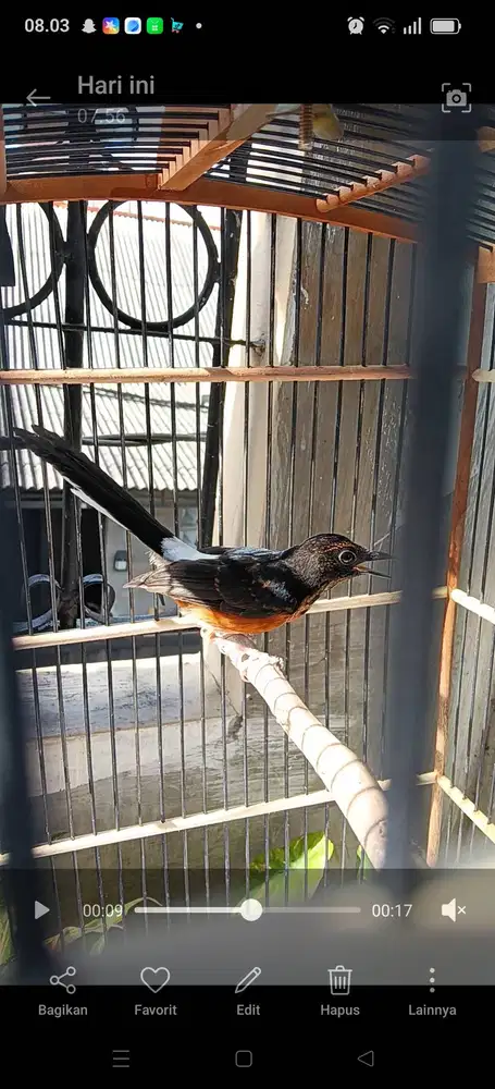 murai trotol jantan mutasi