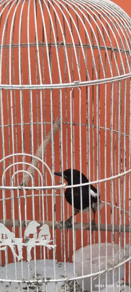 Kacer Poci Muda Hutan