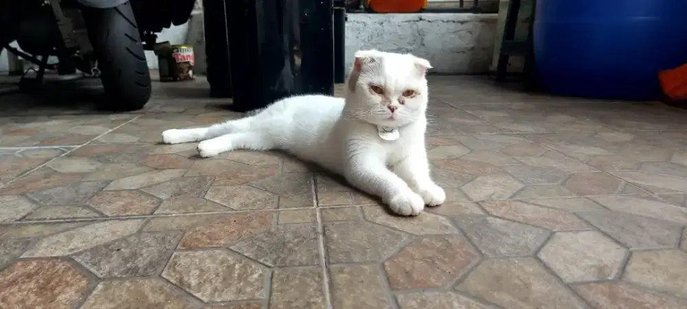 Jual Borongan Kucing Scottish Fold Strainght, Sphynx,