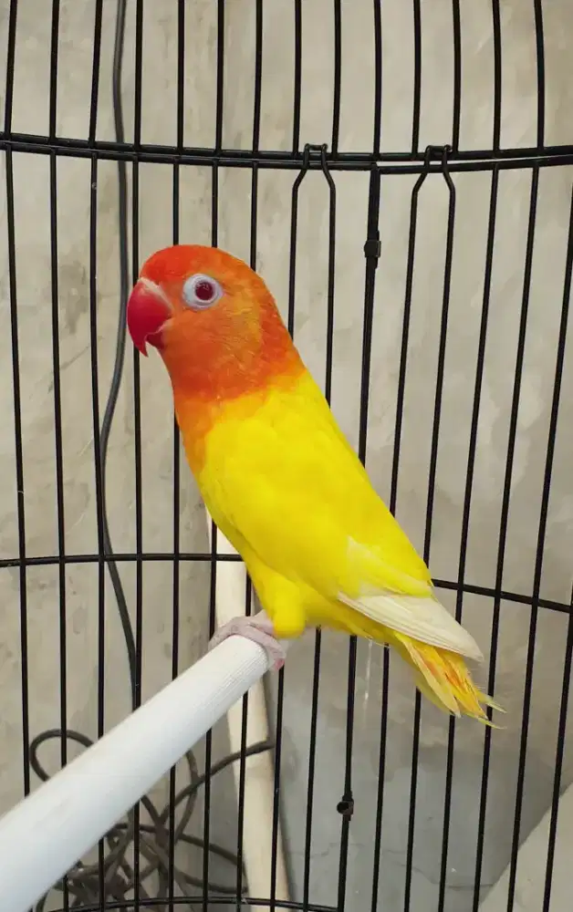Lovebird biola lutino mata merah