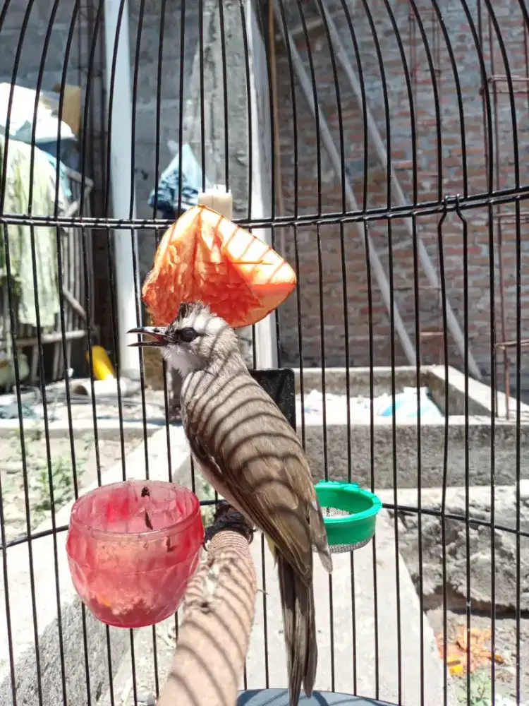 Trucukan Muda Hutan Garuda Ropel