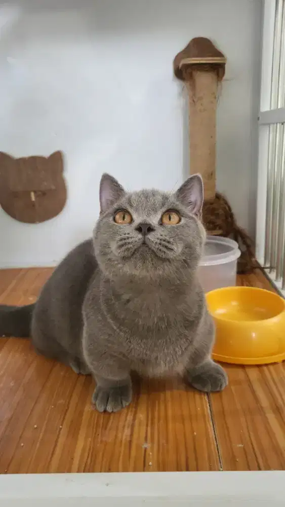 Munchkin BSH (british shorthair) kitten