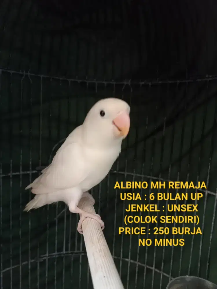 Promo Lovebird Warna Warni