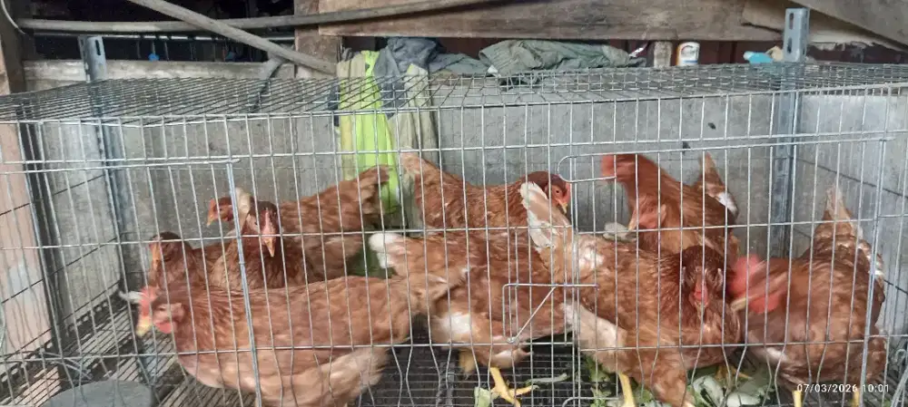 Ayam petelur umur 5 bln