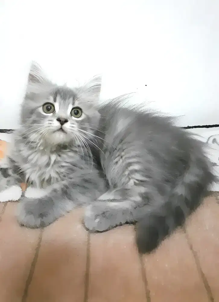 Kucing persia betina