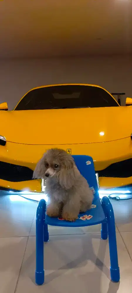 Anabul Poodle silver