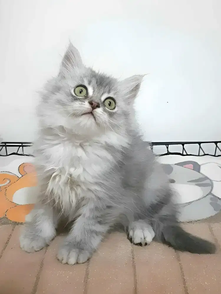 Kucing persia jantan