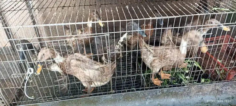 Bebek petelur umur 5 bln