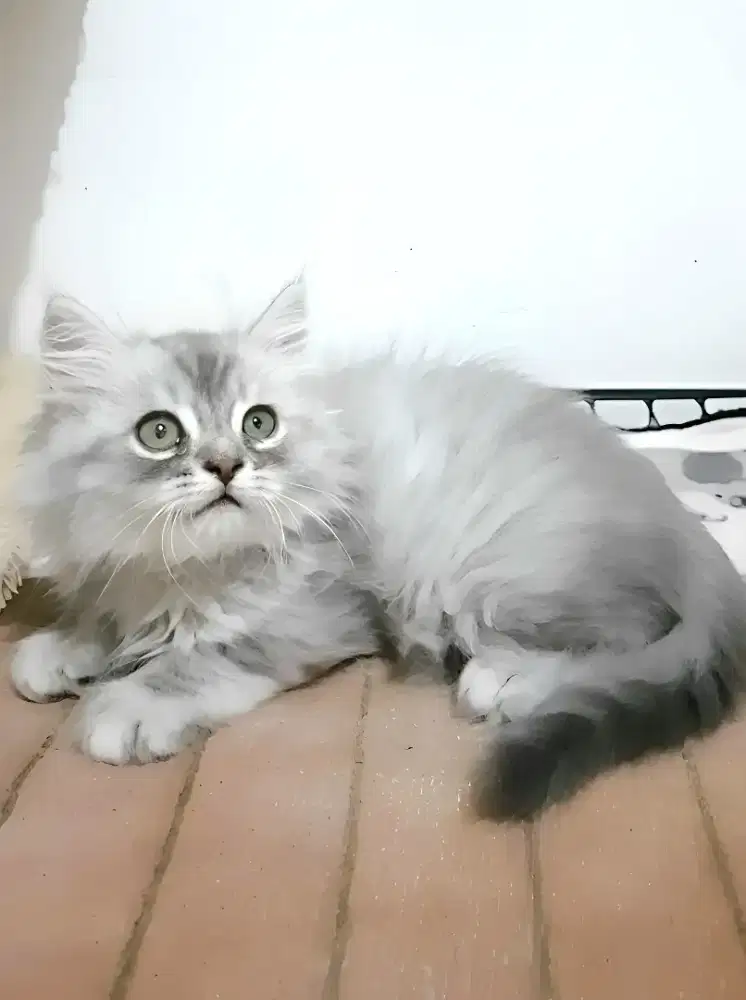 Kucing persia jantan