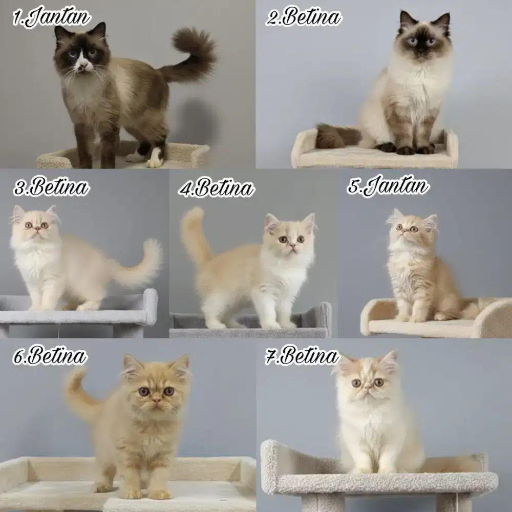 Kucing kitten persia himalaya ragdoll peaknose