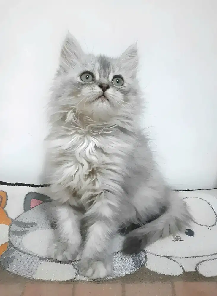 Kucing persia betina